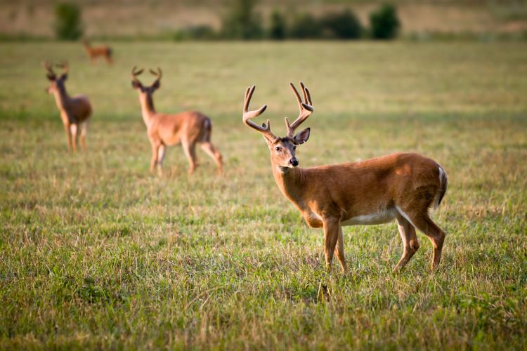 deer standing in a field