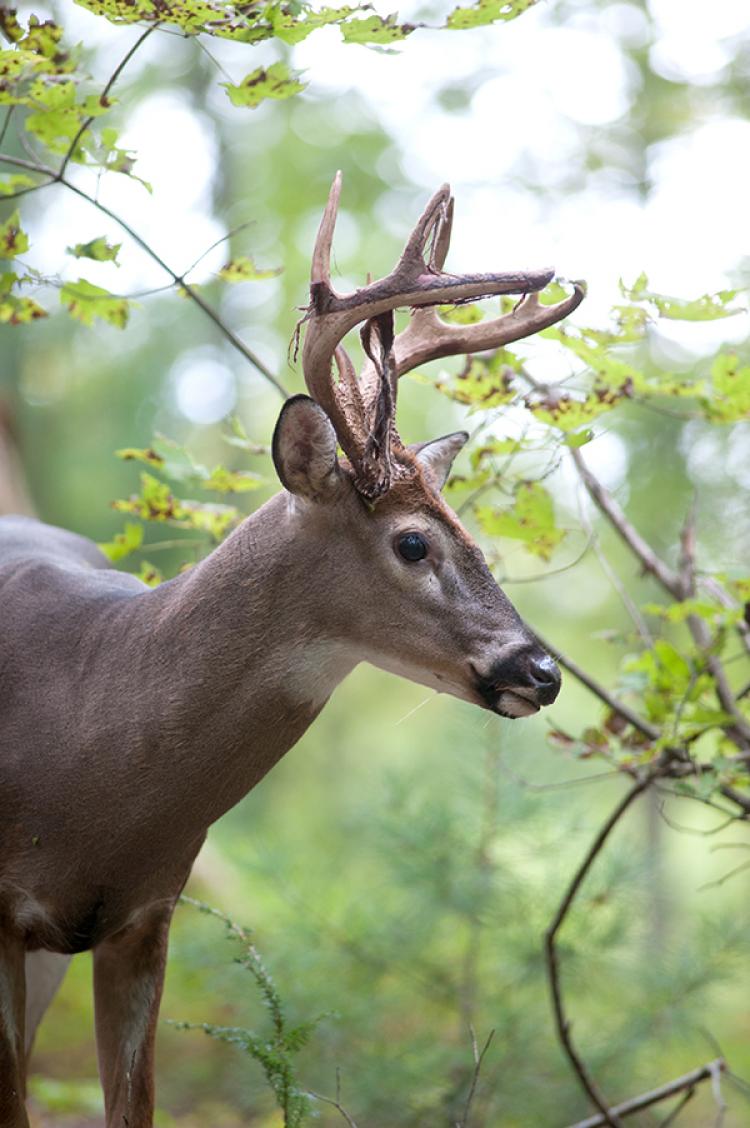 whitetail deer in spring woods