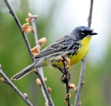 kirtland warbler