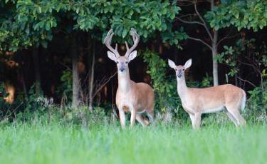 How to attract whitetail to your land | My Land Plan