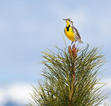 meadowlark shutterstock